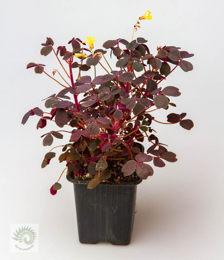 Oxalis vulcanicola 'Plum' (кислица вулканическая плюм) #1