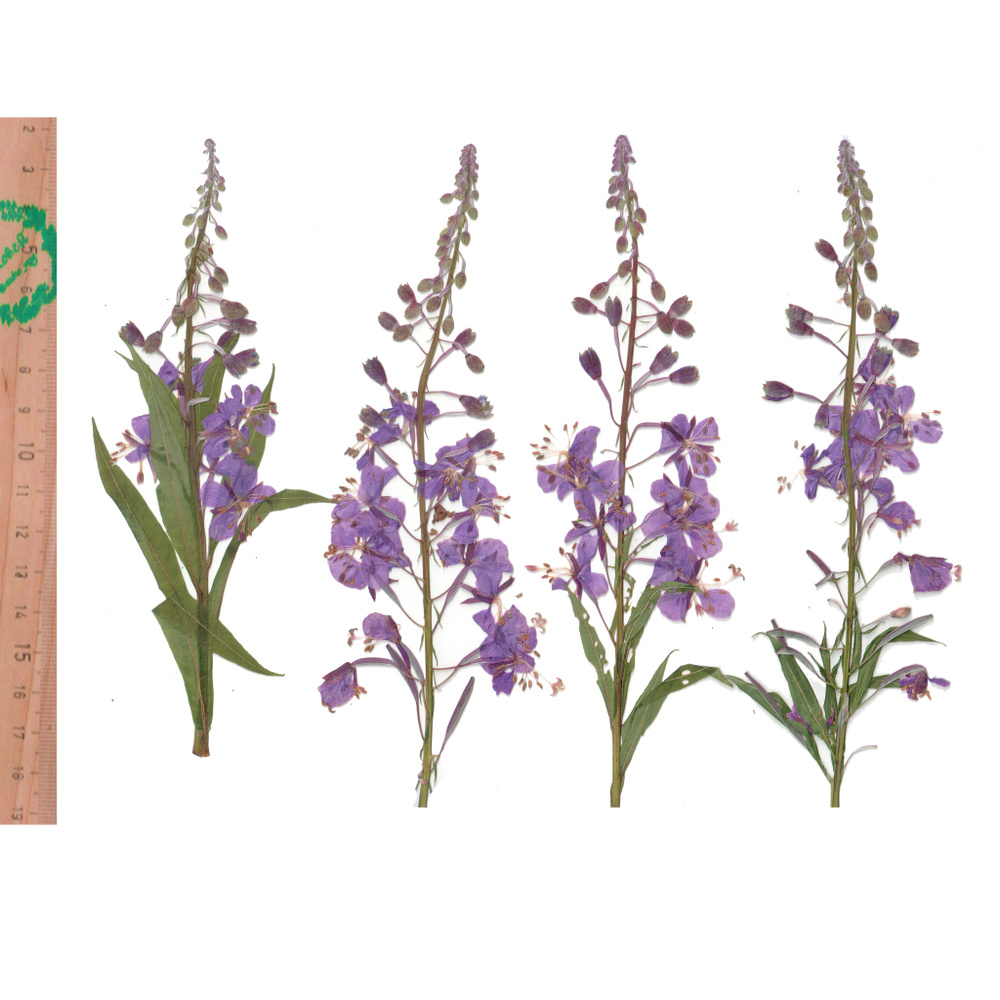 Плоские сухоцветы - Иван-чай для заливки смолой и рукоделия, 5 шт  #1