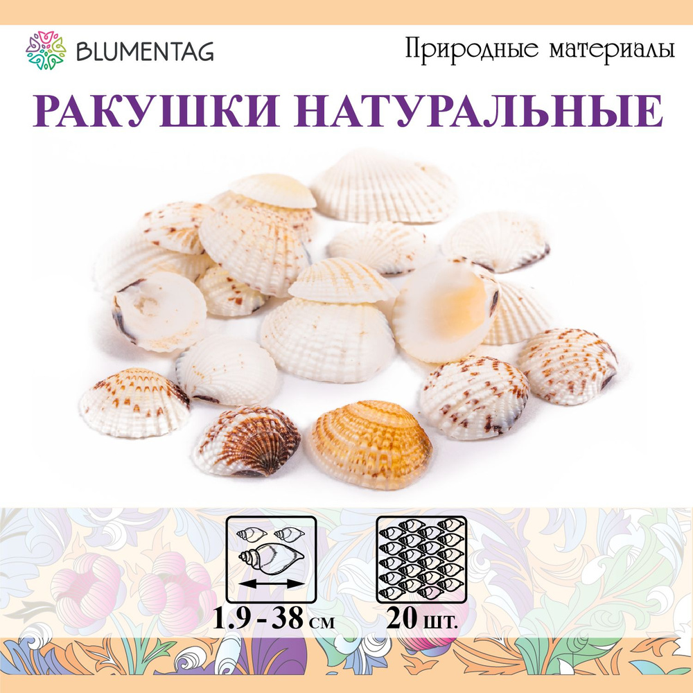 Ракушки морские натуральные для декора "Blumentag" DRF-027, 20 шт. 3.8см Venus Clam  #1