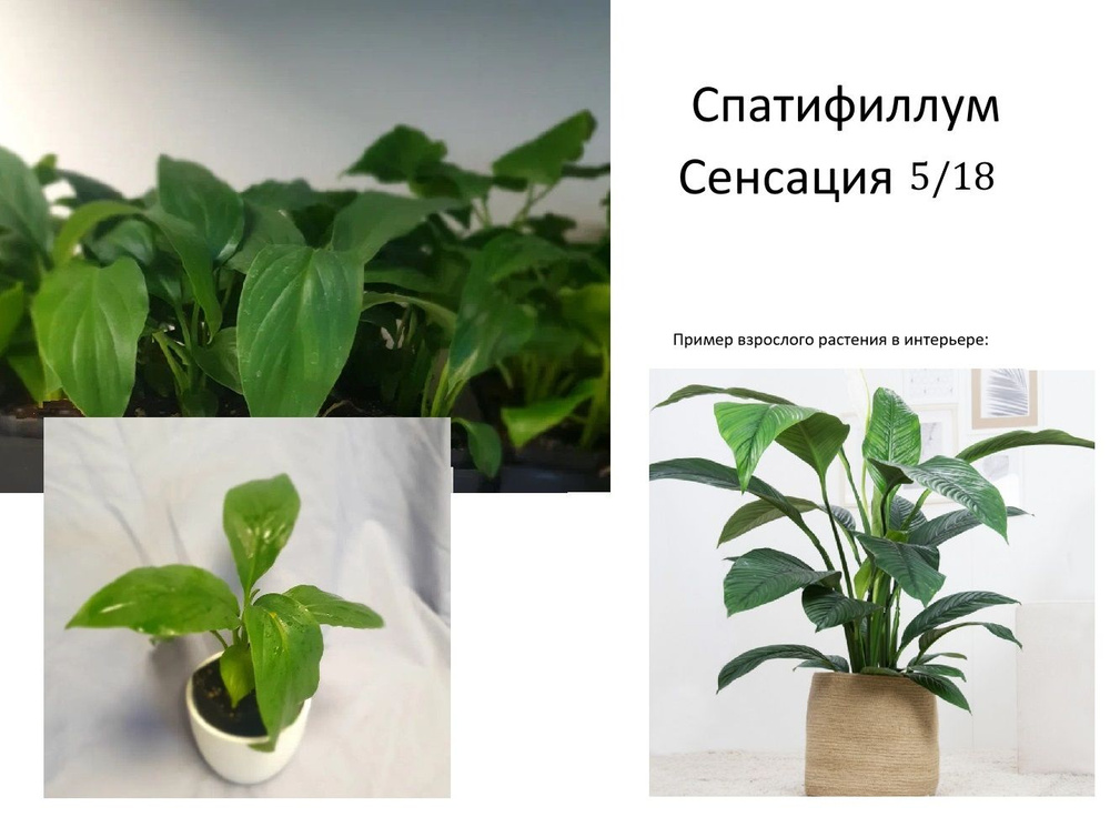 Набор 2 шт Спатифиллум Сенсация (Spathiphyllum Sensation) d6 h 16 см #1