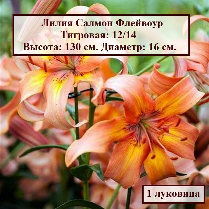 Лилия тигровая Салмон Флейвоур (1 луковица) #1