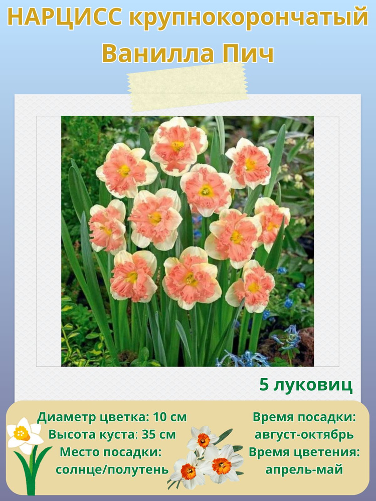 Нарцисс крупнокорончатый Ванилла Пич, многолетние цветы, луковицы 5 шт  #1