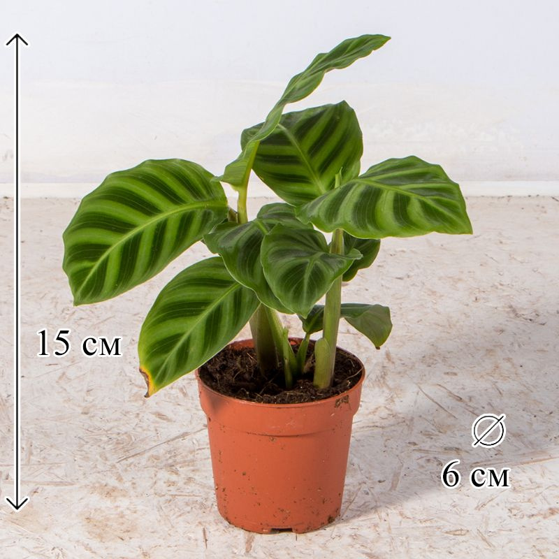 Калатея Зебрина 6/15 см #1