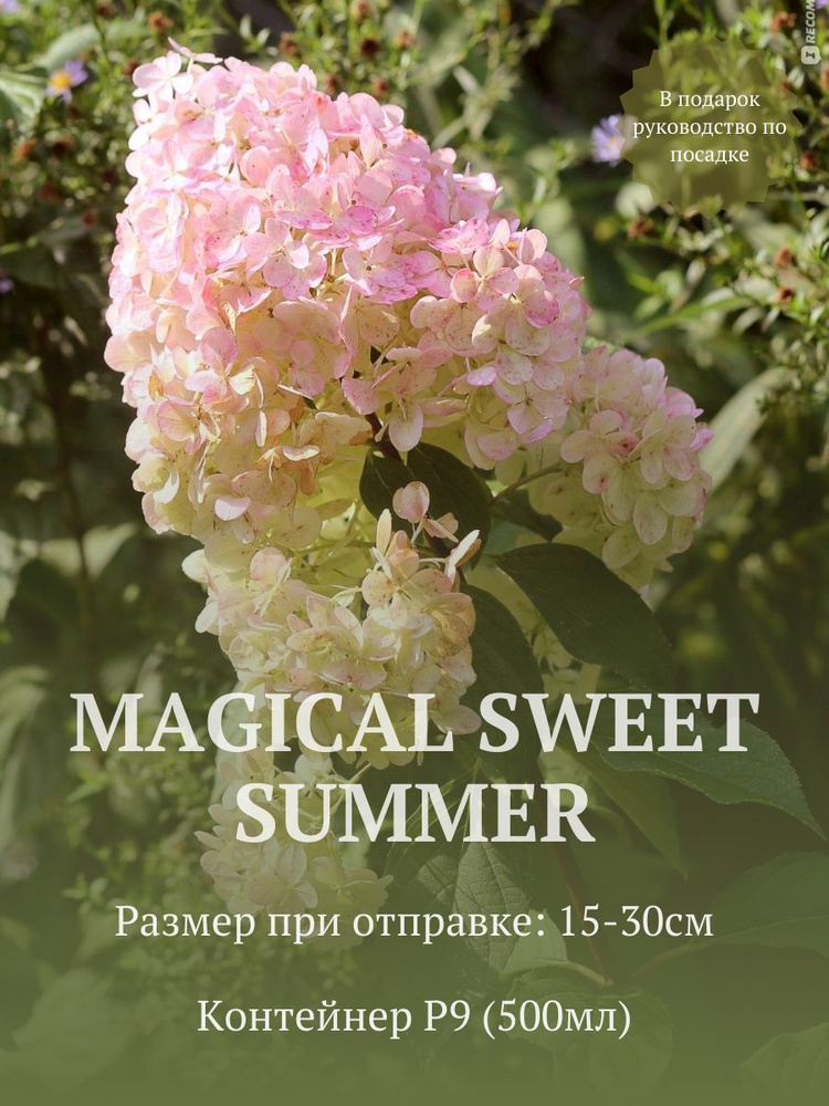 Гортензия метельчатая Свит самер (Magical Sweet Summer) в стакане p9  #1