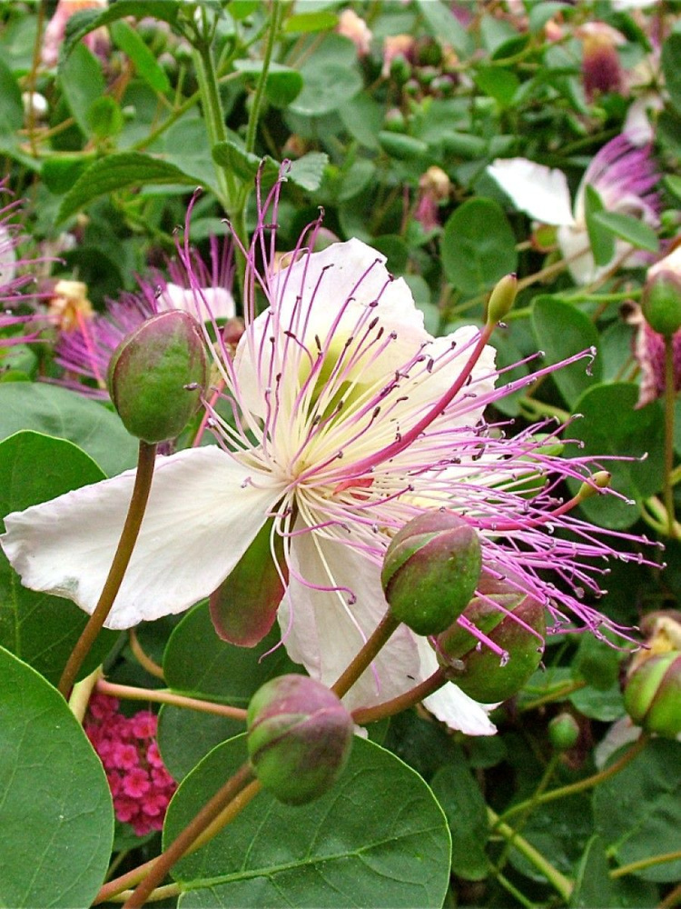 Семена Каперсы колючие (Capparis spinosa), 10 штук #1