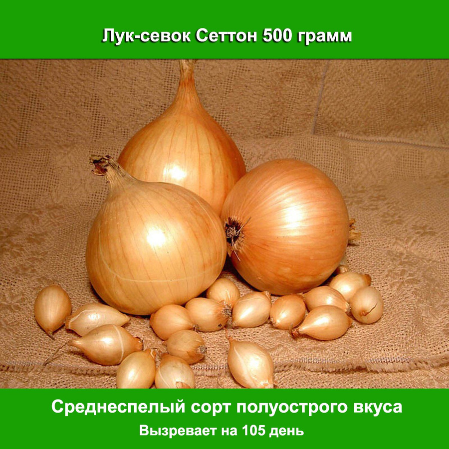 Лук Сеттон Описание Сорта Фото Отзывы Цена