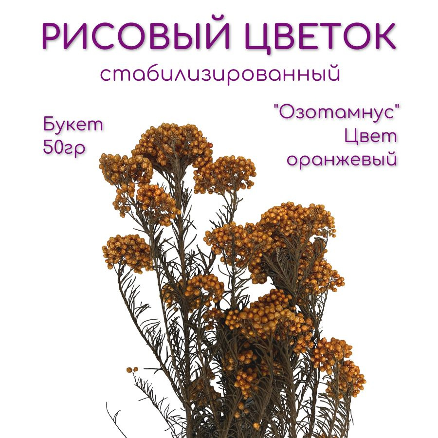 Рисовый цветок (Диосми) - Озотамнус стабилизированный Verdissimo сухоцветы для декора букет h 60см 50гр #1