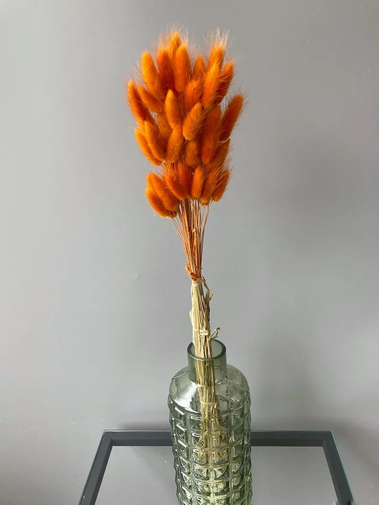 Лагурус оранжевый/сухоцветы для декора, для творчества, для флористов.  #1