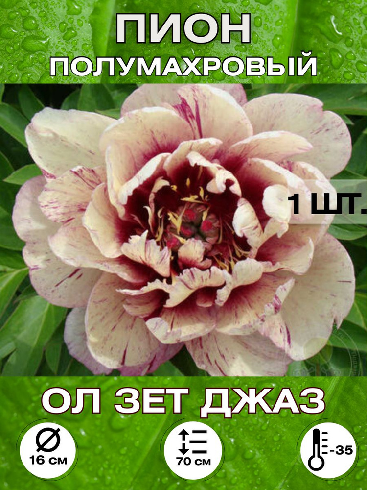 Magic Blooming Garden Семена ,1шт #1