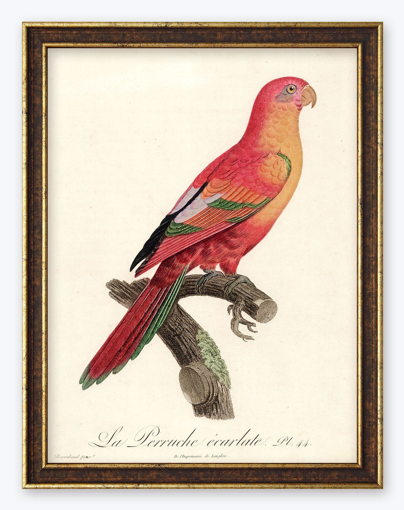 Картина в раме 40х30 в раме "Ярко-красный попугайчик" #1