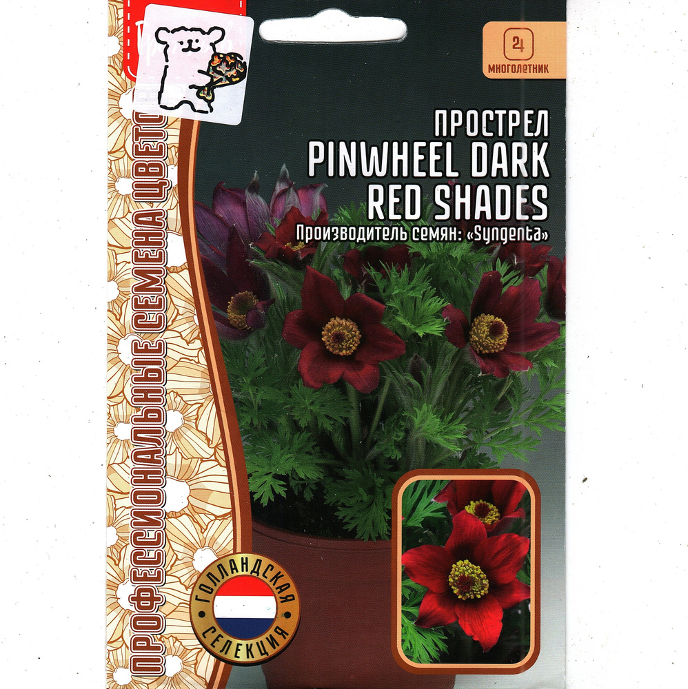 Прострел Pinwheel Dark RED Shades, фаворит альпийских горок, многолетник ( 1 уп: 3 семени )  #1