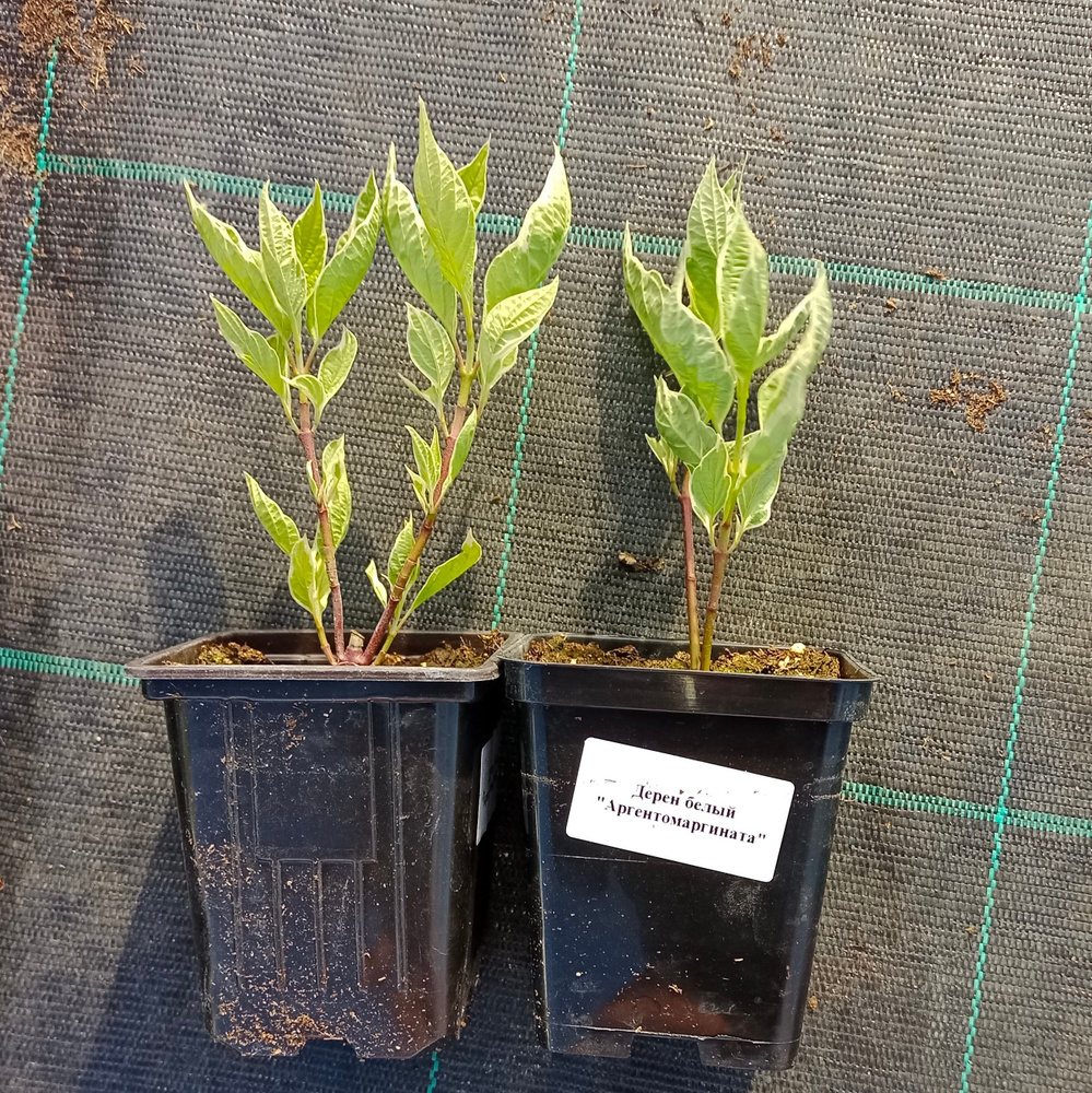 Дерен белый Аргентеомаргината(Cornus alba Argenteomarginata),(саженец) в Р9 2 шт.  #1