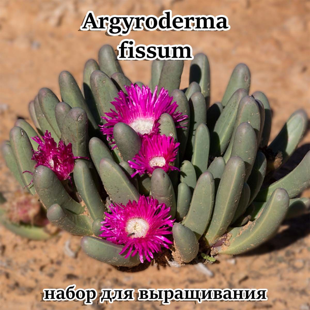 Суккулент Argyroderma fissum - набор для выращивания (семена, грунт, горшочек, инструкция по посеву) #1