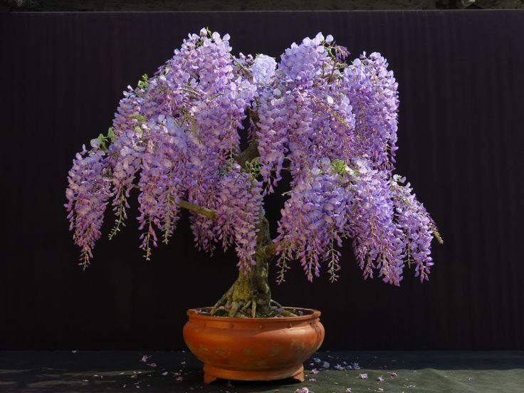 Глициния Китайская Янтай, семена 5 шт (Wisteria sinensis) #1