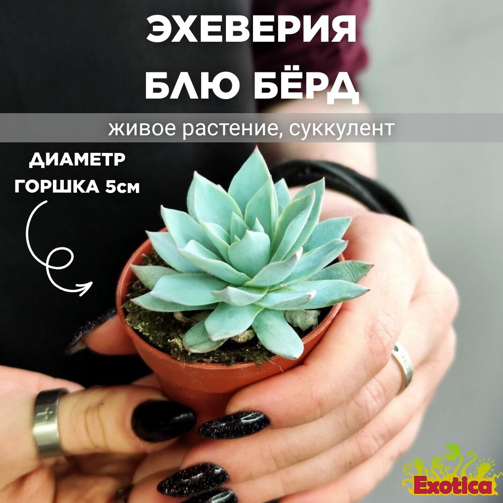 Эхеверия Блю Бёрд (Echeveria Blue Bird) D5см #1