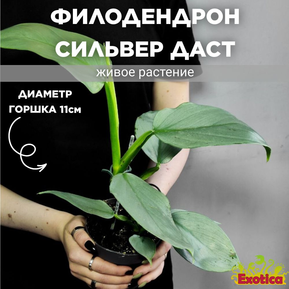 Филодендрон Сильвер Даст (Philodendron Silver Dust) D11см #1