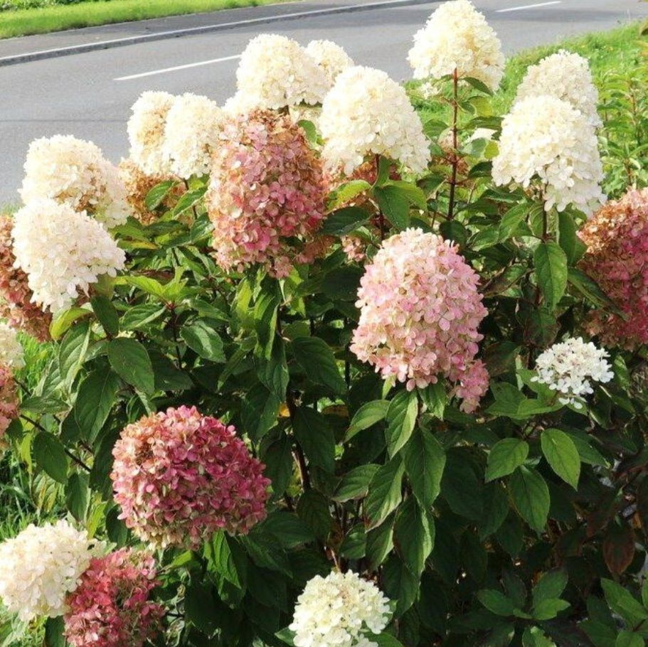 Гортензия метельчатая Бобо - Hydrangea paniculata Bobo (саженец ЗКС - контейнер 0,5 л)/ клубни, делёнки #1