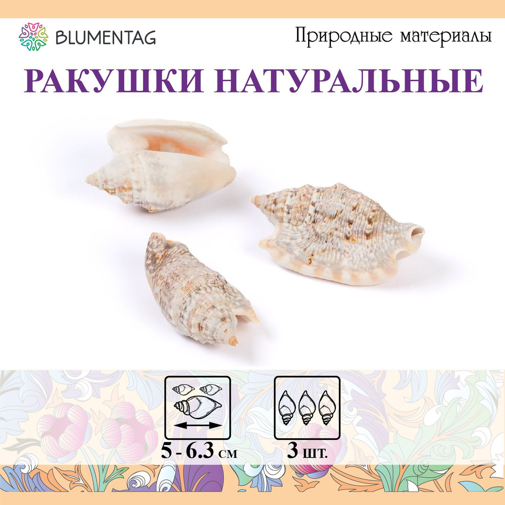 Ракушки морские "Blumentag" DRF-016 3 шт. 6.3 см Strombus Aurisdiane Asstd #1