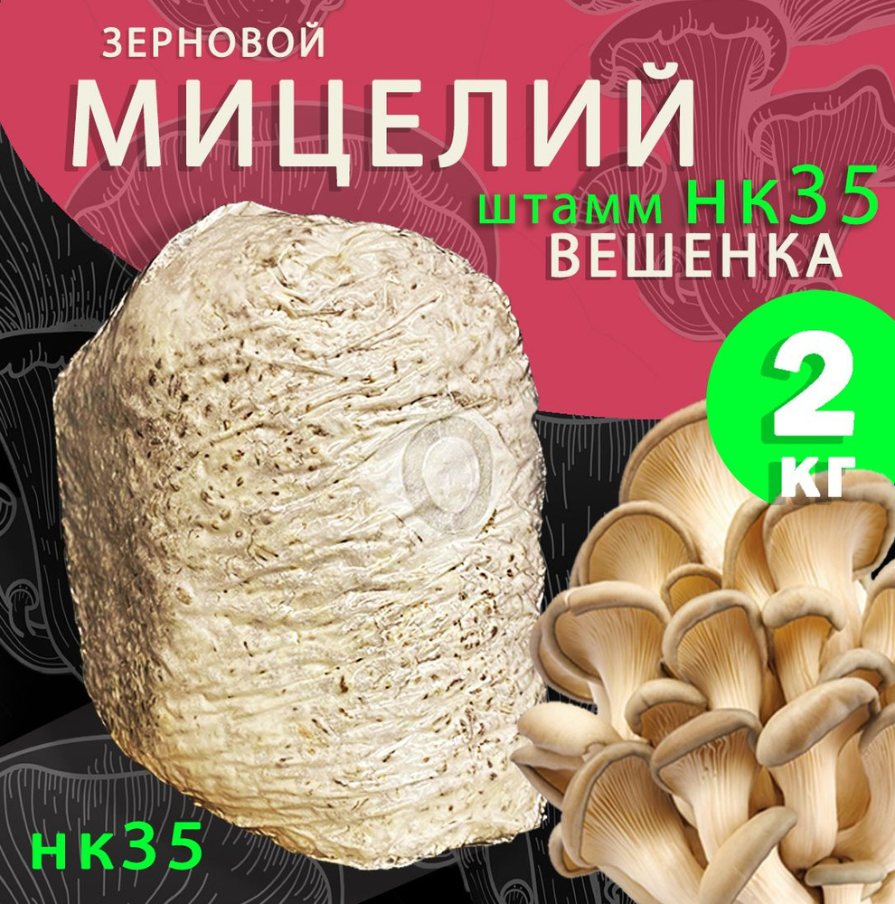 Мицелий грибов вешенка зерновой (штамм НК35) - 2 кг. #1