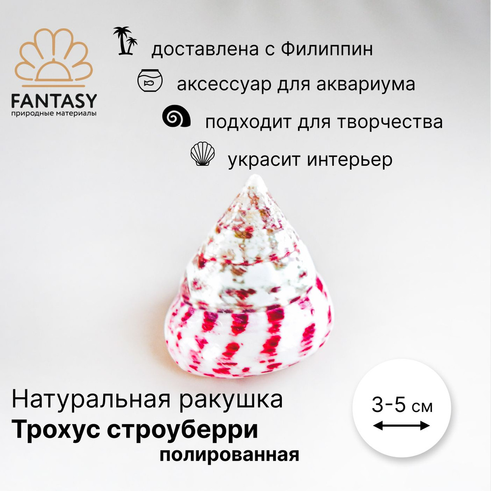 Натуральная морская ракушка FANTASY Трохус строуберри полированный 1 шт. 3-5 см  #1