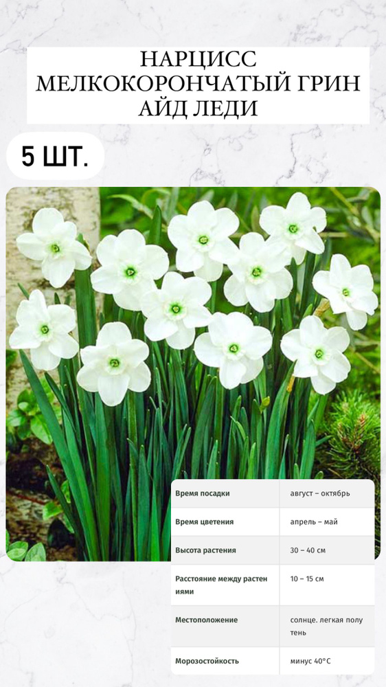 Нарцисс луковичные цветы 5 шт #1