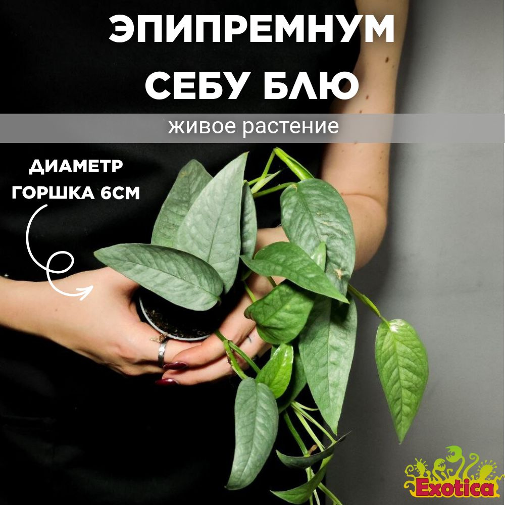 Эпипремнум Себу Блю (Epipremnum Pinnatum Cebu Blue) D6см #1