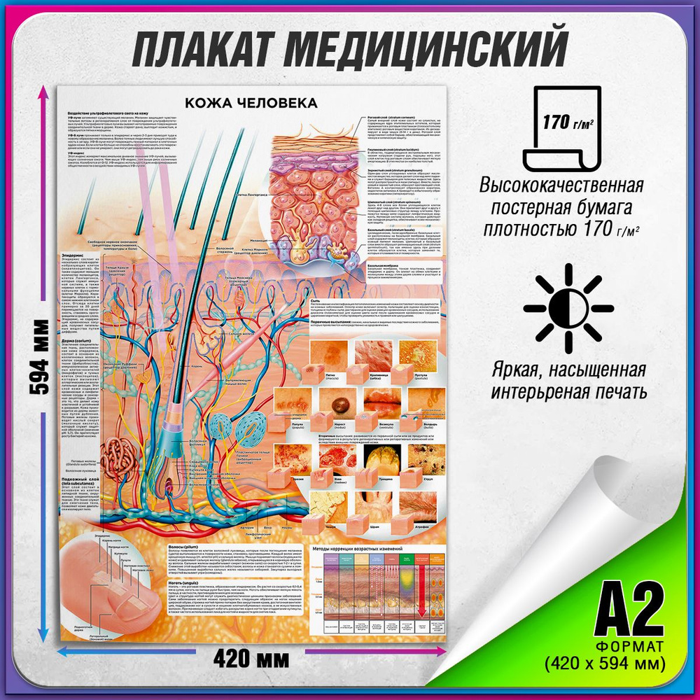 Информационный медицинский плакат "Кожа человека" / А-2 (42x60 см.)  #1