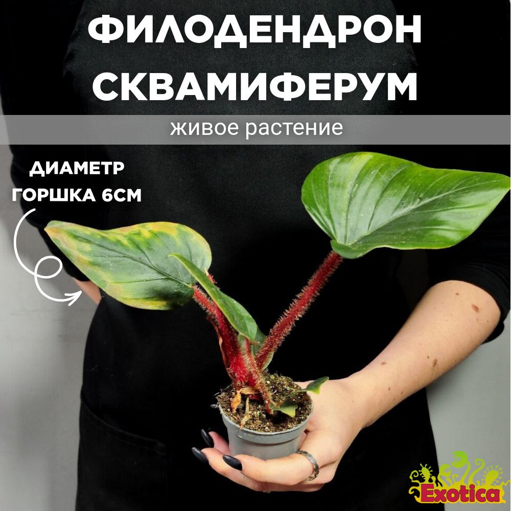 Филодендрон Сквамиферум (Philodendron Squamiferum) D6см #1