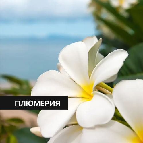 Отдушка CandleScience Seaside Plumeria 30 г (Плюмерия приморская) #1