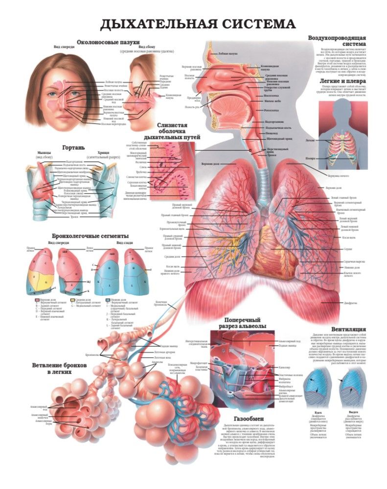 Большой атлас анатомии человека | Human Anatomy Atlas - Ozon image 5