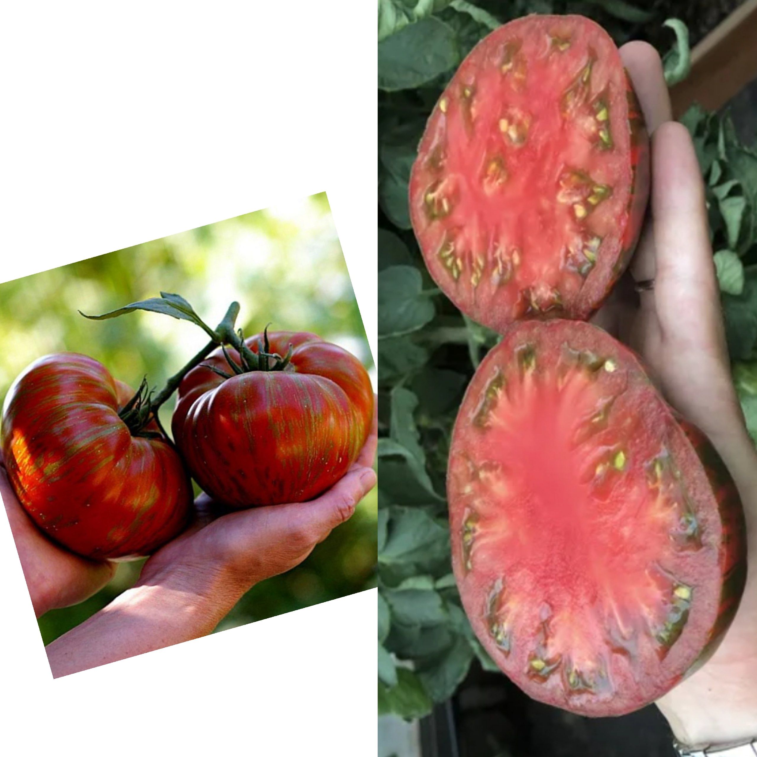 Семенатомата"Шоколадныйполосатик"