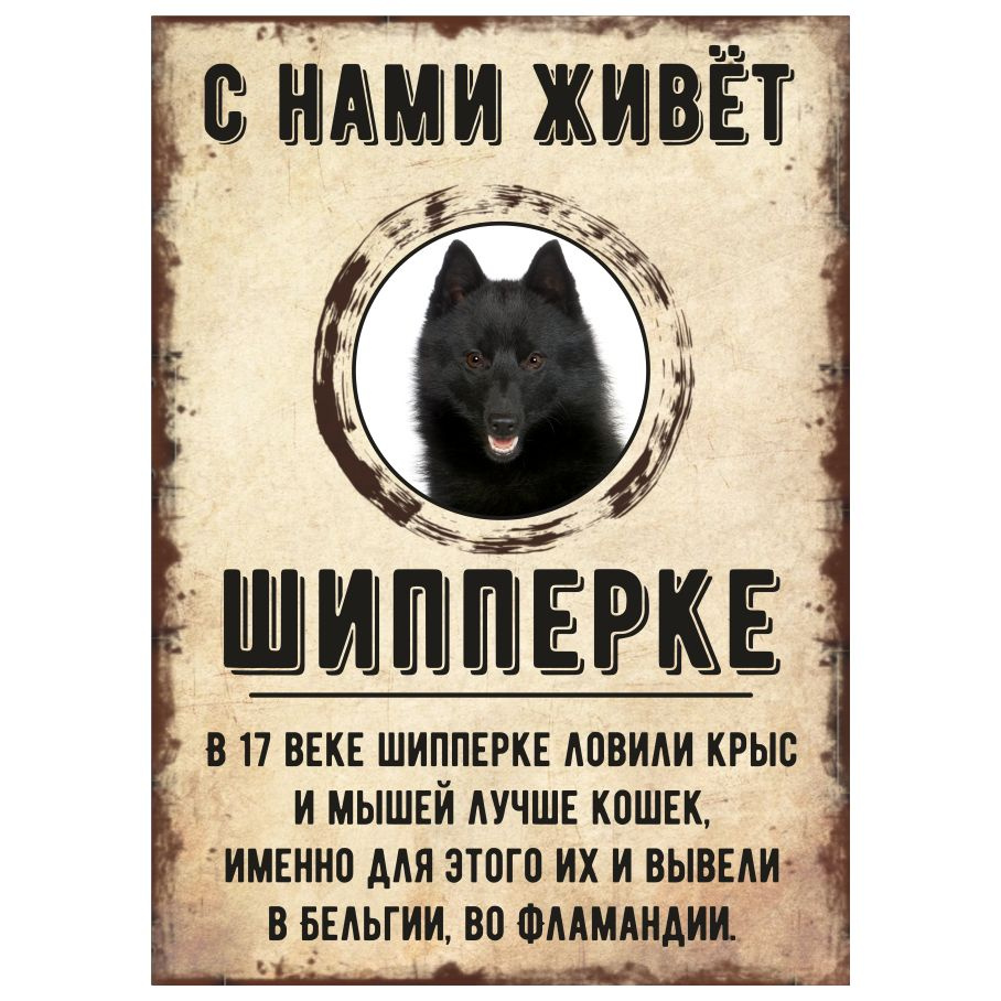 Табличка, декоративная, DANGER DOG, С нами живет Шипперке, 18см х 25см  #1