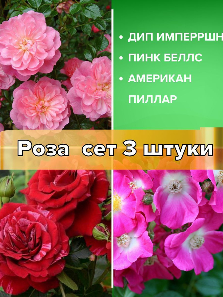 Розы саженцы, сет 3 штуки #1