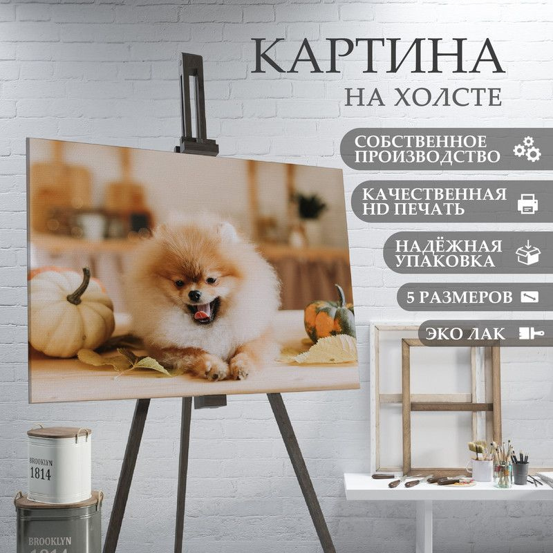 ArtPrintPro Картина "Милая собака Шпиц (13)", 40  х 30 см #1