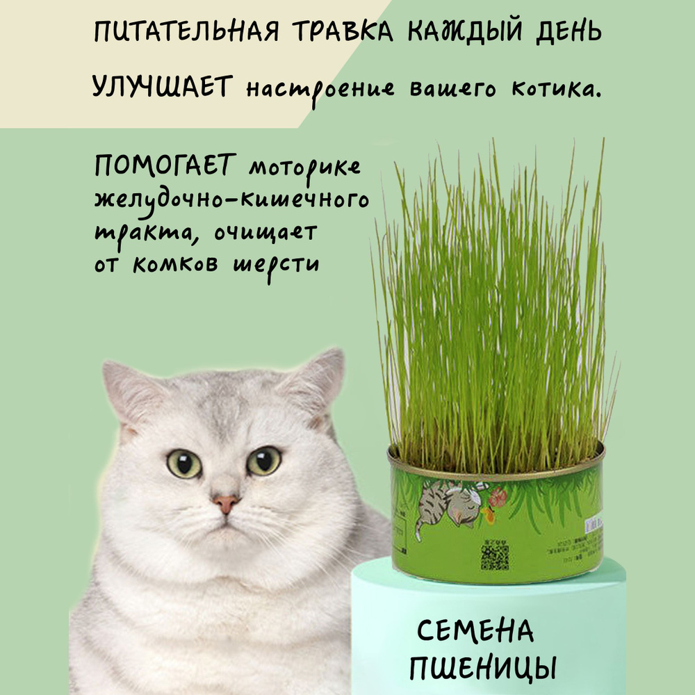 Трава для кошек в банке пшеница #1