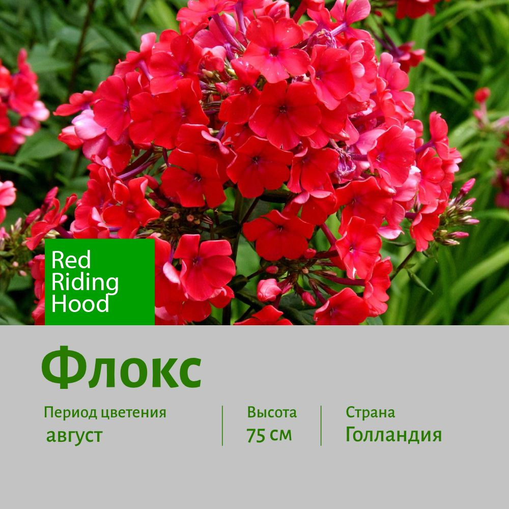 Флокс Рэд Райдинг Худ (Red Riding Hood) саженец корень для посадки 1 шт СОТКА  #1