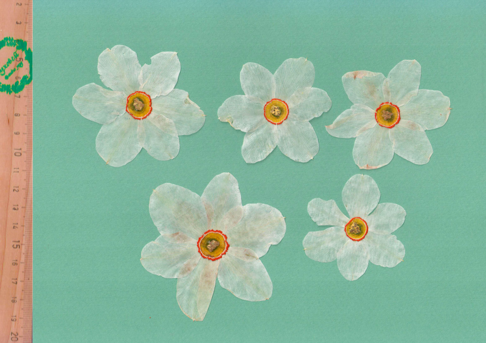 Плоские сухоцветы - Нарцисс для заливки смолой и рукоделия, 5 шт  #1