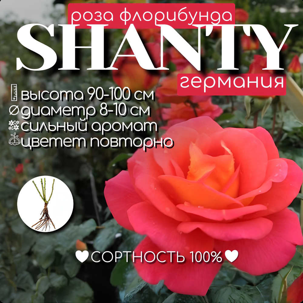 Саженец розы флорибунда, Шанти #1