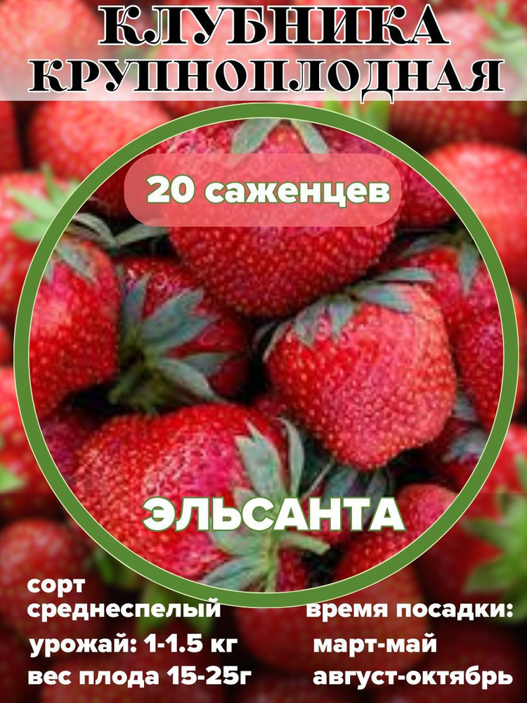 Клубника саженцы, рассада 20 шт. #1