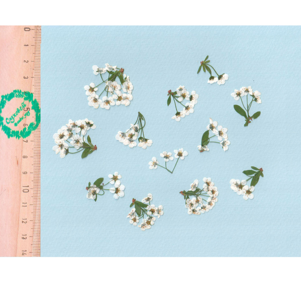 Плоские сухоцветы - Спирея белая для заливки смолой и рукоделия, 12 шт  #1