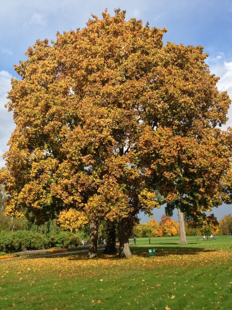 Семена Клён белый Явор (Acer pseudoplatanus), 10 штук #1