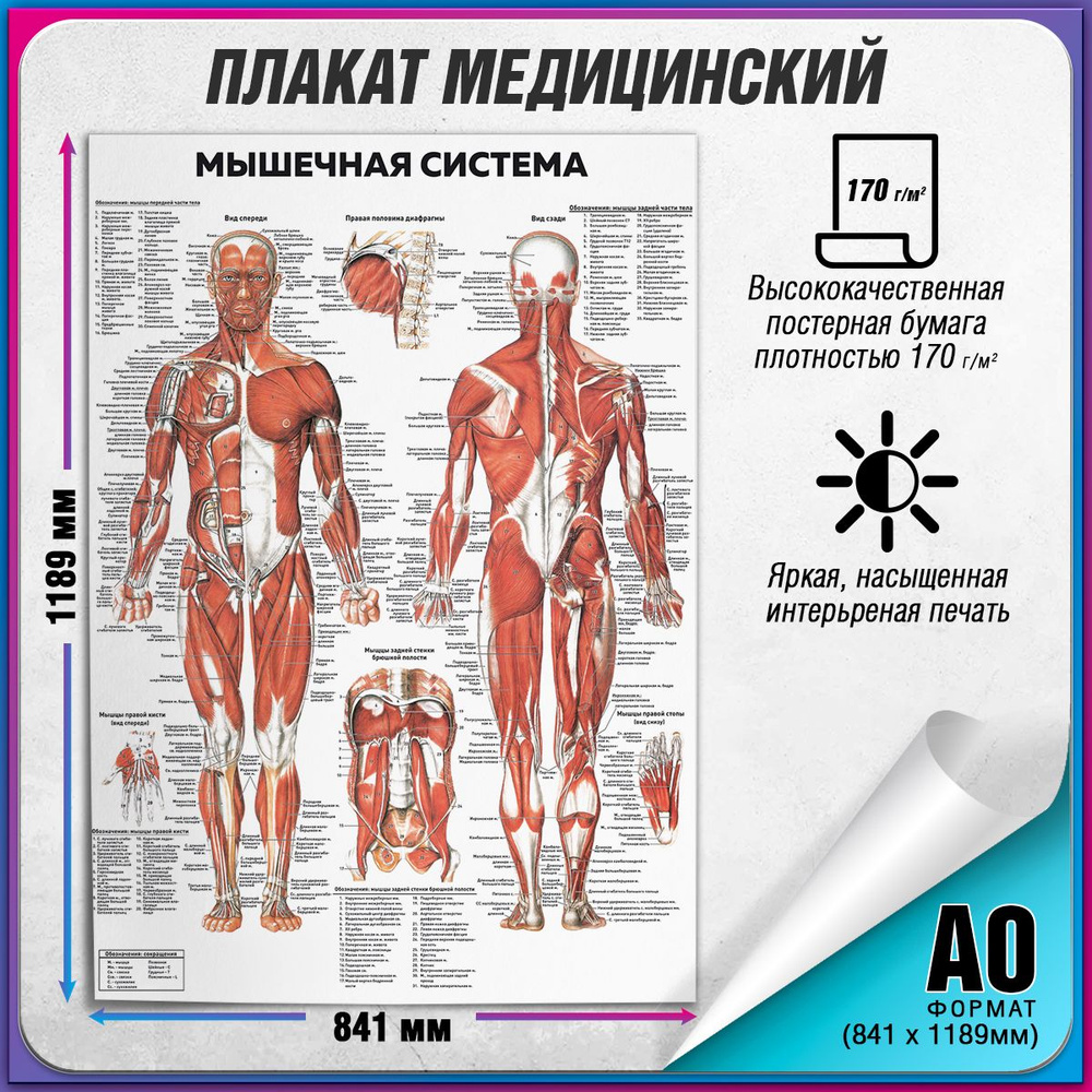 Информационный медицинский плакат "Мышечная система человека" / А-0 (84x119 см.)  #1