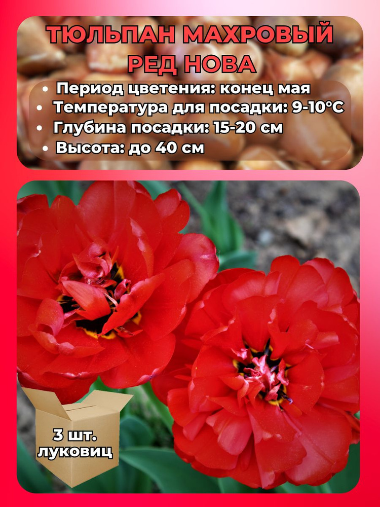 Magic Blooming Garden Луковицы,0.1кг #1