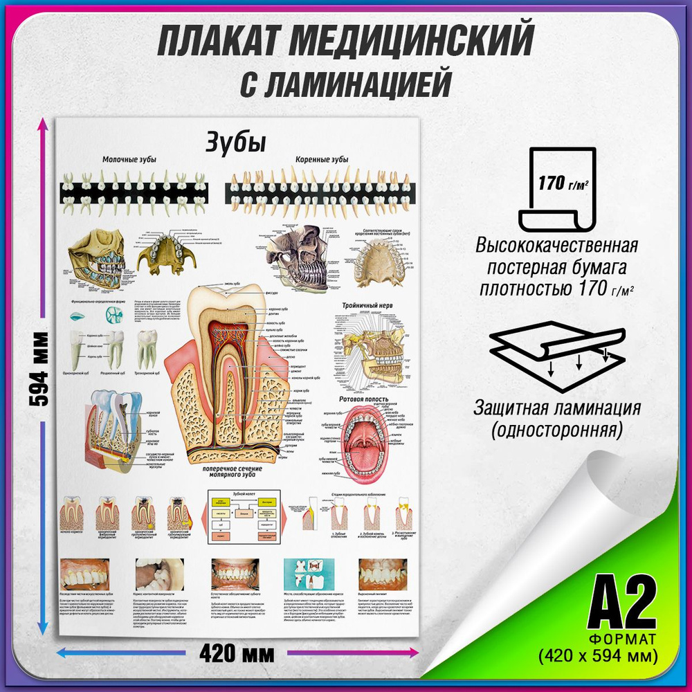 Информационный медицинский плакат "Зубы: строение, расположение" / ламинированный / А-2 (42x60 см.)  #1