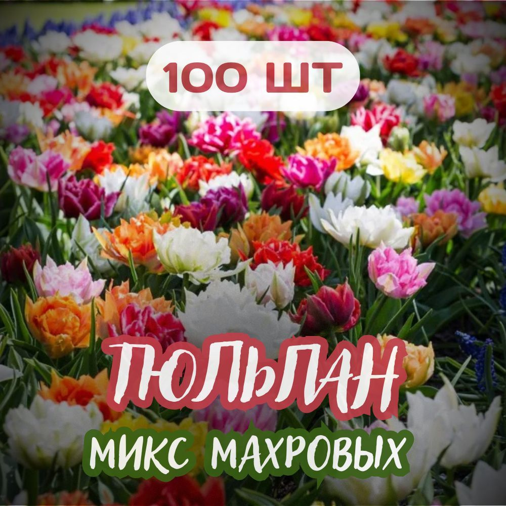 Тюльпан 100шт Микс махровых тюльпанов #1