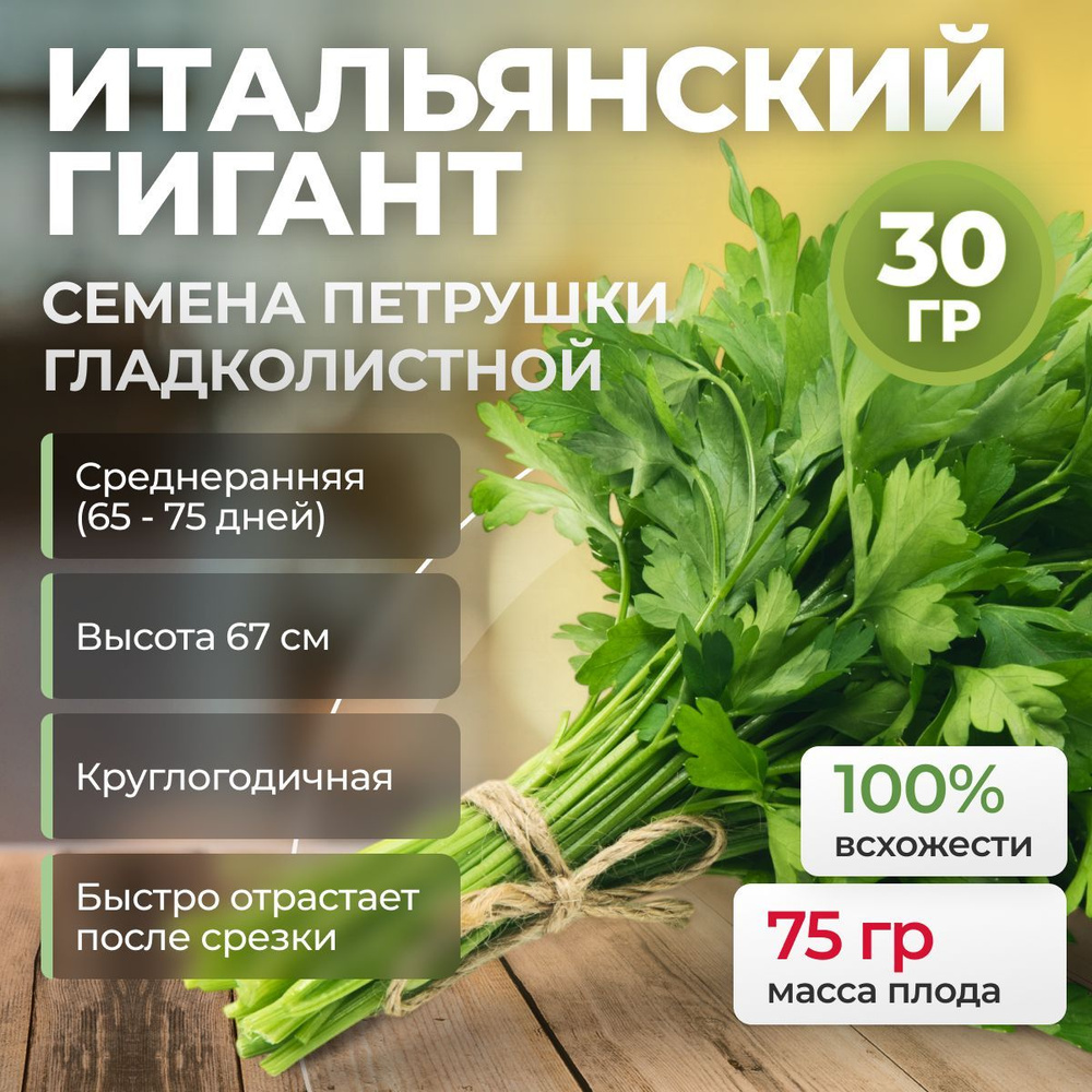 Итальянский гигант семена петрушки, 30 гр. (Enza Zaden / ALEXAGRO). Высокоурожайный гибрид для открытого #1