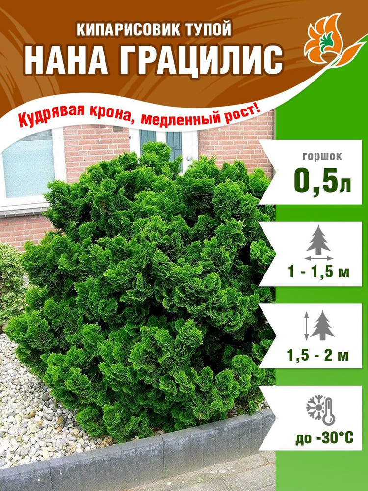 Кипарисовик Нана Грацилис (тупой), саженец в горшке (Р9) #1