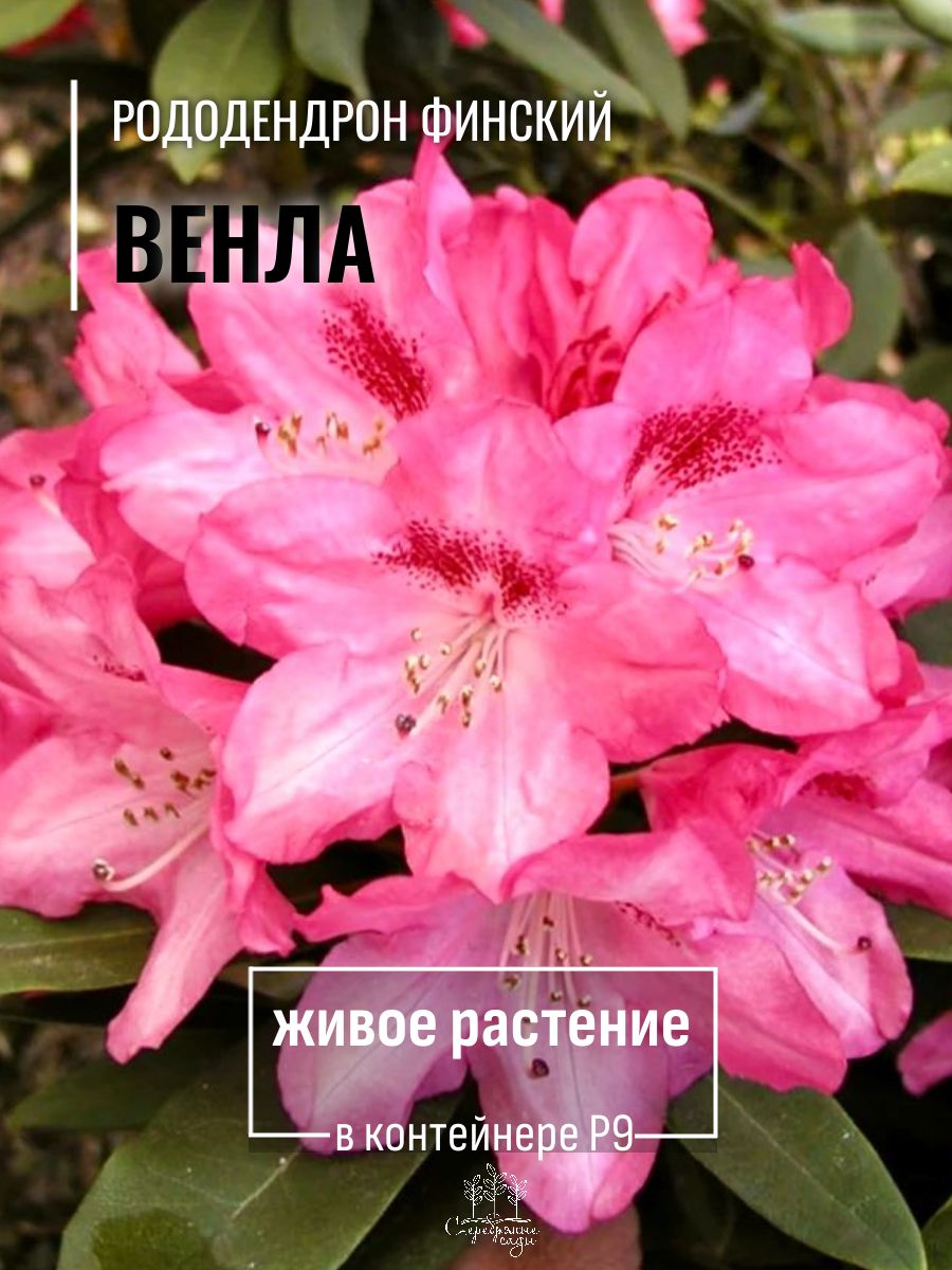СаженецРододендронвечнозеленыйВенла,ЗКСвгоршкеP9