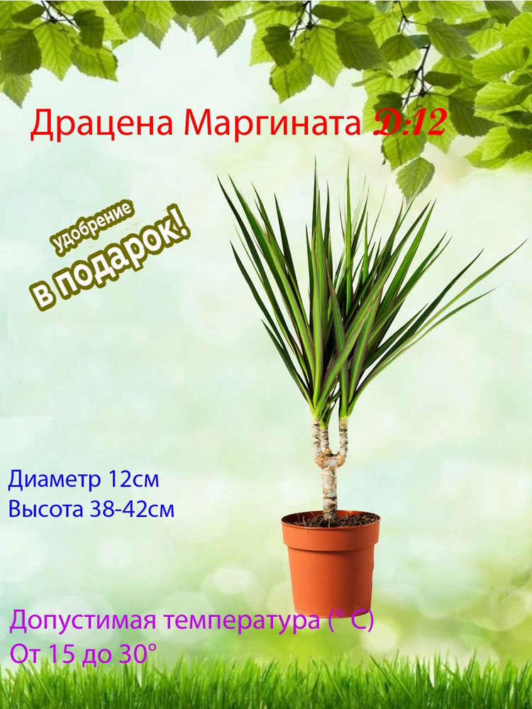 Комнатные растения, цвет Драцена Маргината, 12 см, 1 шт #1