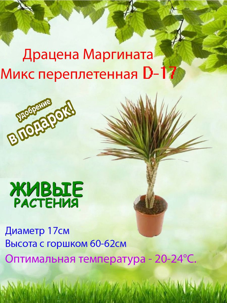 Комнатные растения, цвет Драцена Маргината переплетенная D17, 17 см, 1 шт  #1